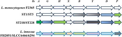 Landscape of Stress Response and Virulence Genes Among Listeria monocytogenes Strains